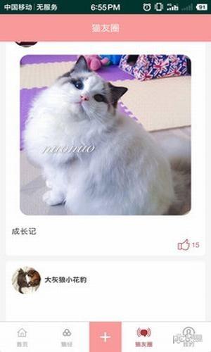 爱猫咪