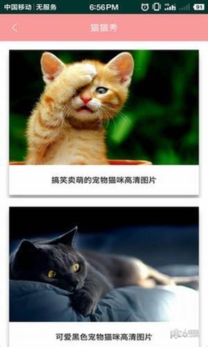 爱猫咪  v1.0图1