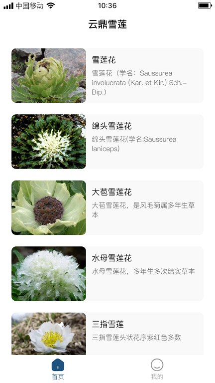 云鼎雪蓮2024